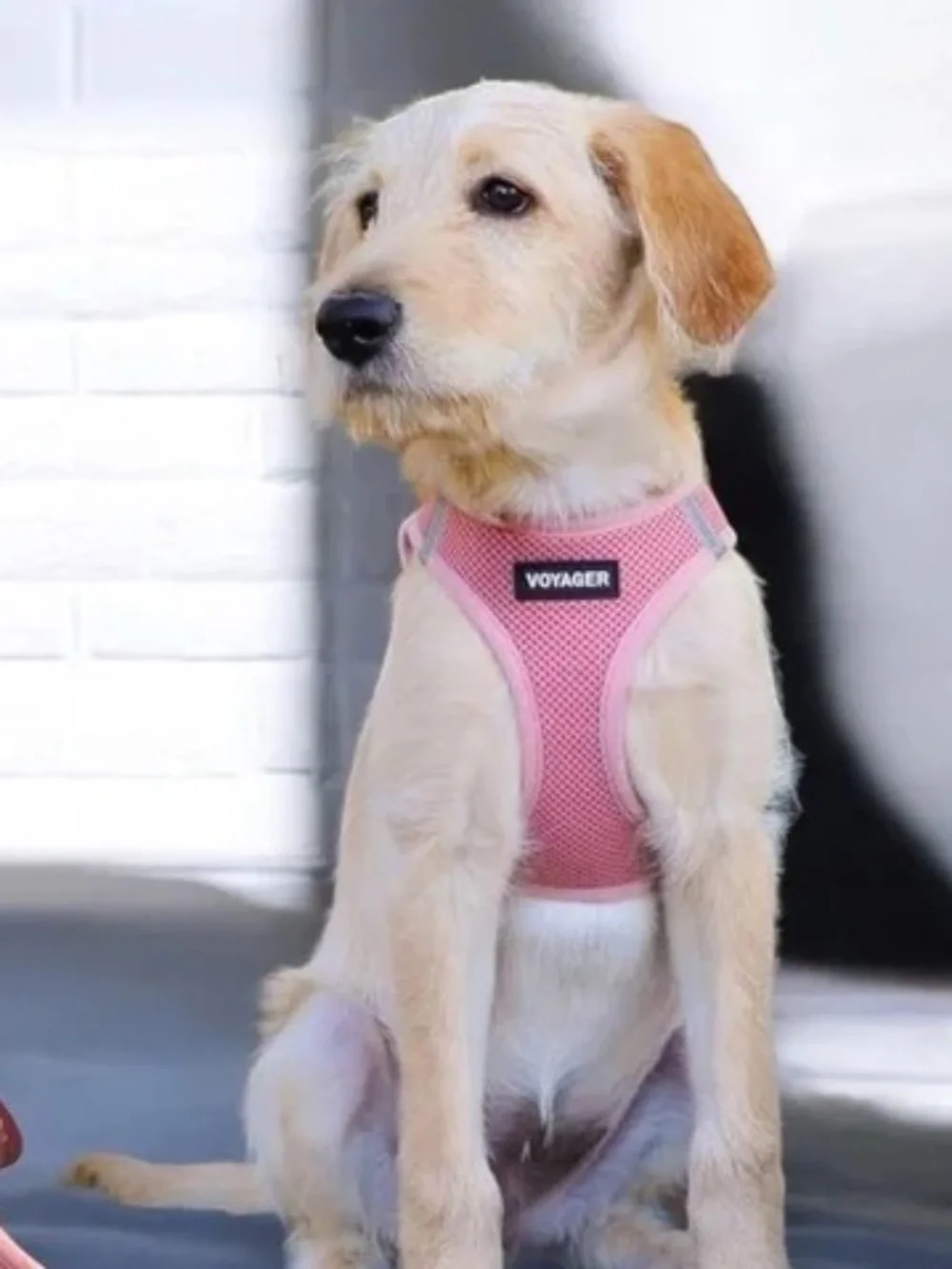 Voyager Step In Air Pink Dog Harness Small 14.5-16
